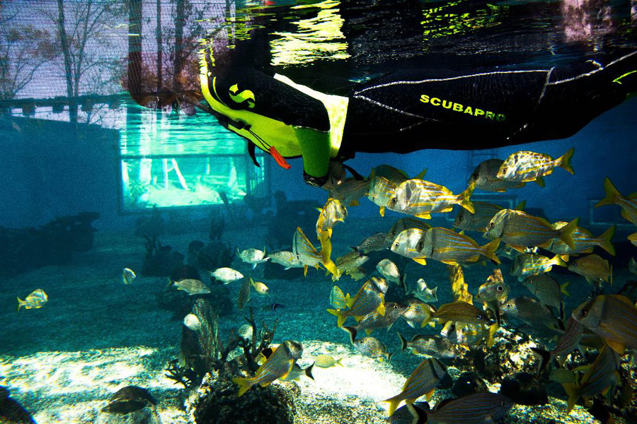 St Augustine Aquarium And Snorkel Adventure Aquarium Views